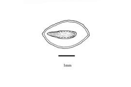   Embryo:   Spermacoce alata ; Illustration by K. Parker, Kirkbride et al. (2006)
